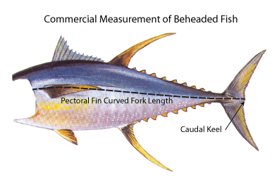 fish diagram