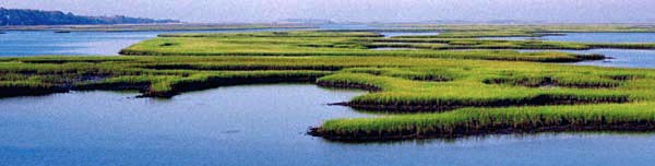 Salt Marsh