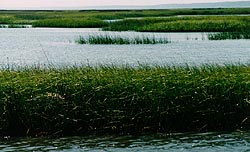 North Carolina Salt Marsh