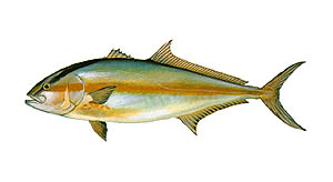 Amberjack