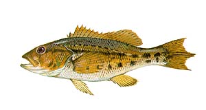 Bank Sea Bass