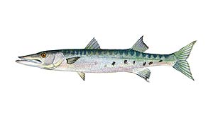 Barracuda