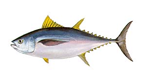 Bigeye Tuna
