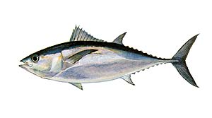 Blackfin Tuna