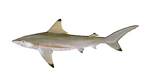 Black Tip Shark
