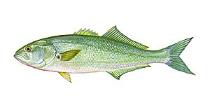 Bluefish