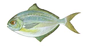 Butterfish