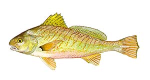 Croaker