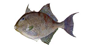 Gray Triggerfish