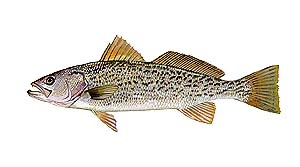 Gray Trout