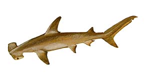 Hammerhead Shark