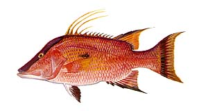 Hogfish