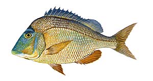 Knobbed Porgy