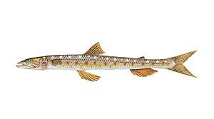 Inshore Lizardfish
