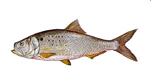 Atlantic Menhaden