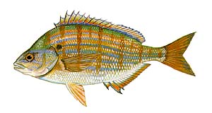 Pinfish