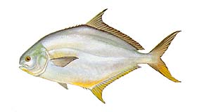 Pompano