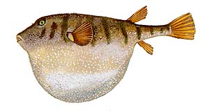 Northern Puffer