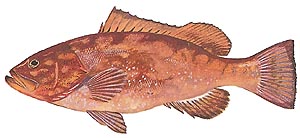 Yellowedge Grouper