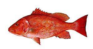 Red Snapper
