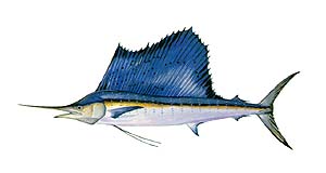 Sailfish