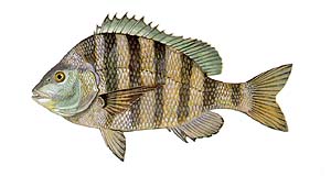 Sheepshead