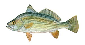 Silver Perch