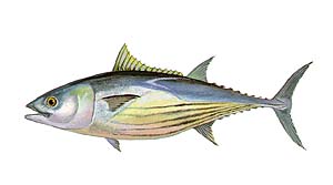 Skipjack Tuna