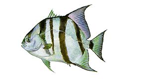 Atlantic Spadefish