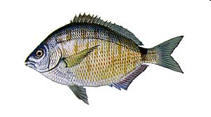 Spottail Pinfish
