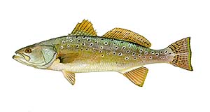 Speckled Trout