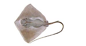 Stingray