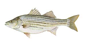 Striped Bass