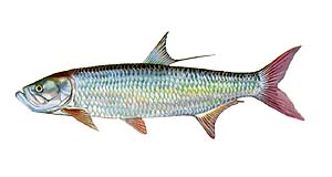 Tarpon