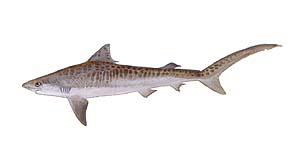 Tiger Shark