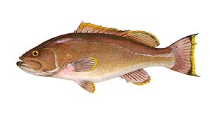 Yellowedge Grouper
