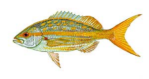 Yellowtail Snapper