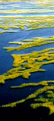 salt marshes
