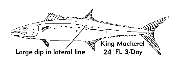 King Mackerel