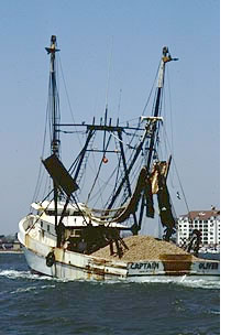 Captain Oliver Loaded With Scallops
