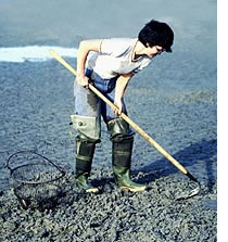 Woman Clamming