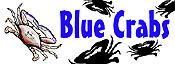 Blue Crabs
