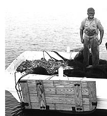 Man with shrimp on the boat