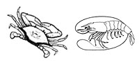 Crustaceans