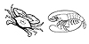 Crustaceans
