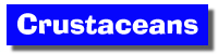 Crustaceans
